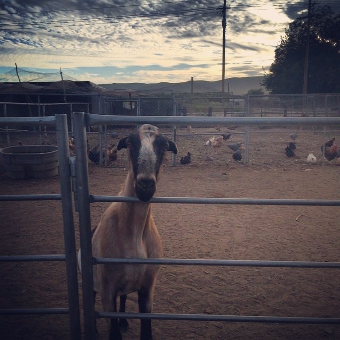 Does anyone know what this is??